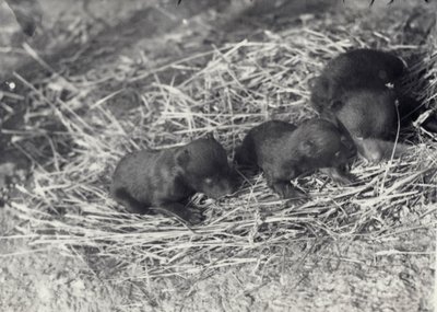 Drei Braun- und Schwarzbärenjunge im Alter von 5 oder 6 Wochen im Londoner Zoo, Februar 1920 von Frederick William Bond